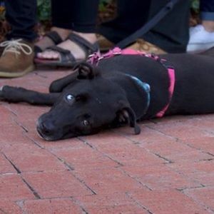 Meet your Posher, Dani