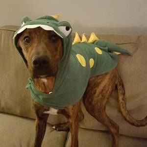 Meet your Posher, Kara