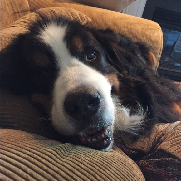 Meet your Posher, Anne - Picture 1 of 1