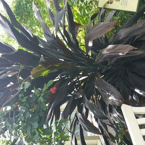 Meet your Posher, Reneshia