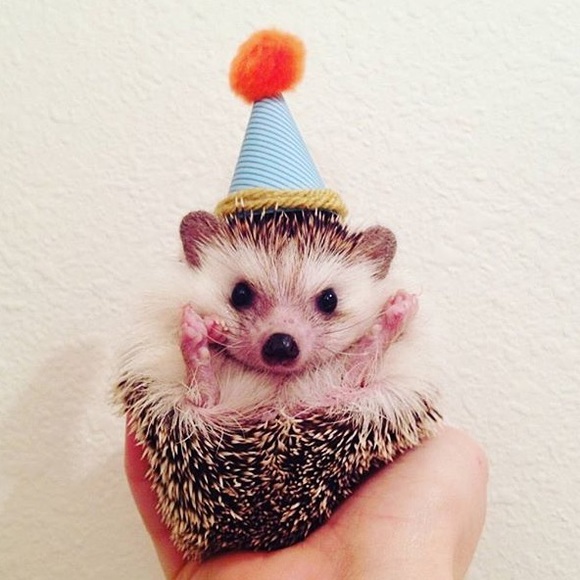 Meet your Posher, Sophia