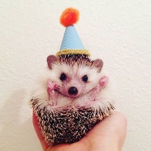 Meet your Posher, Sophia