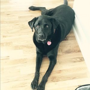 Meet your Posher, Shannon