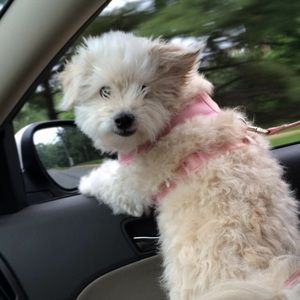 Meet your Posher, Hannah