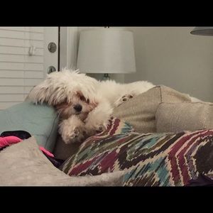 Meet your Posher, Lauren