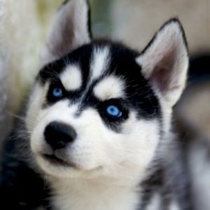 Meet your Posher, Presley