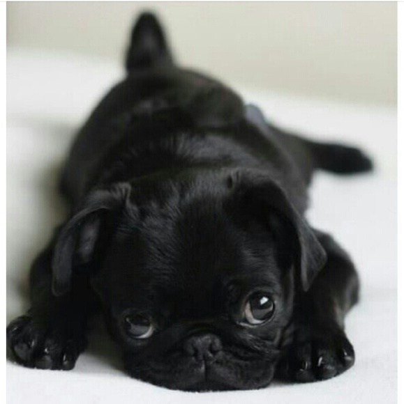 Meet your Posher, Danny - Picture 1 of 1