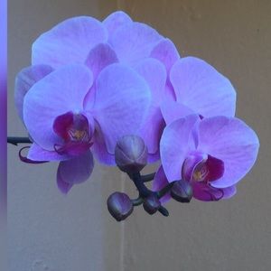 Meet your Posher, Joanette