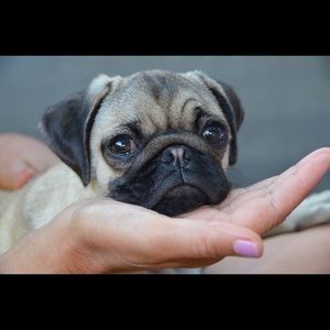 Meet your Posher, Anna