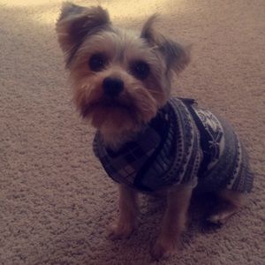 Meet your Posher, Shelby