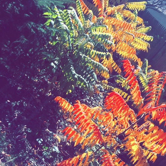 Meet your Posher, Aliyah - Picture 3 of 3