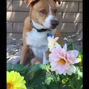 Meet your Posher, Denise