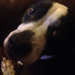 Meet your Posher, David