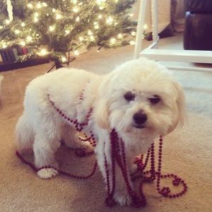 Meet your Posher, Bailey