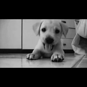 Meet your Posher, Fred