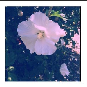 Meet your Posher, Cassidy