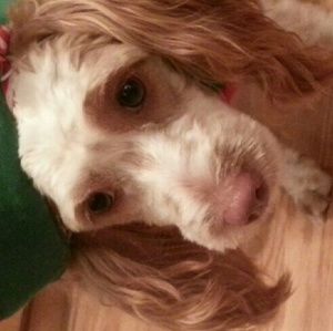 Meet your Posher, Ashley