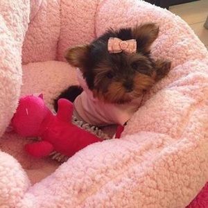 Meet your Posher, Karina