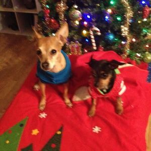 Meet your Posher, Faye