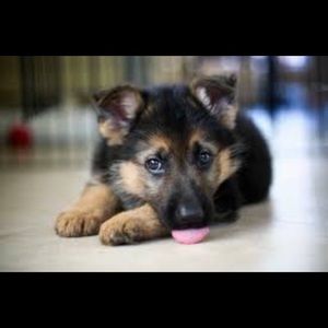 Meet your Posher, Corey