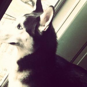 Meet your Posher, Tommy