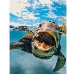 Meet your Posher, Heidi