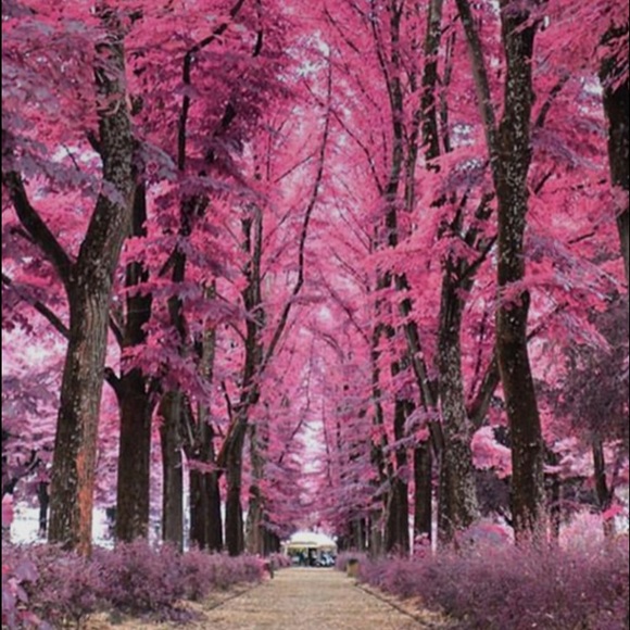 Meet your Posher, Ariel