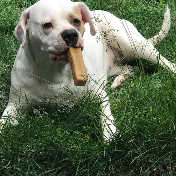 Meet your Posher, Hollie - Picture 4 of 4