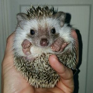 Meet your Posher, Stacy