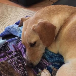 Meet your Posher, Shannon