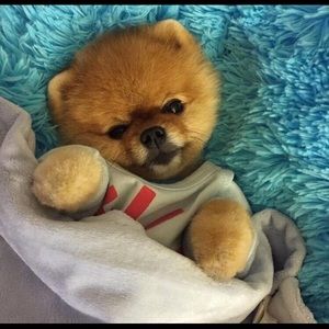 Meet your Posher, Iris