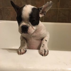 Meet your Posher, Benny