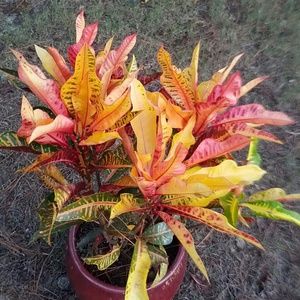 Meet your Posher, Brandi