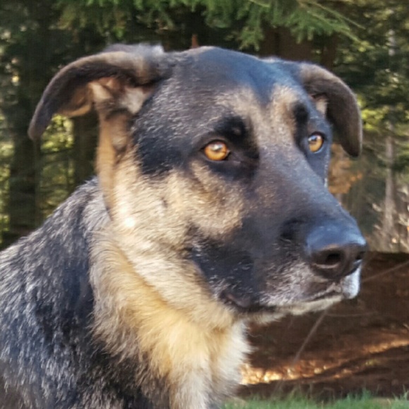 Meet your Posher, Heidi - Picture 1 of 1
