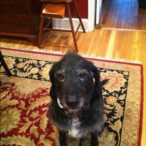 Meet your Posher, Carole