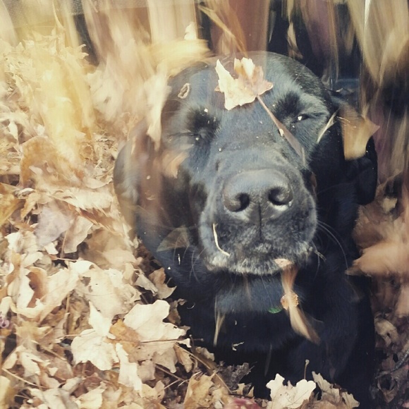 Meet your Posher, Meadow