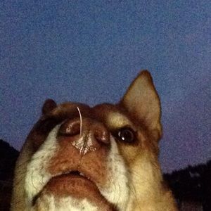 Meet your Posher, Riley