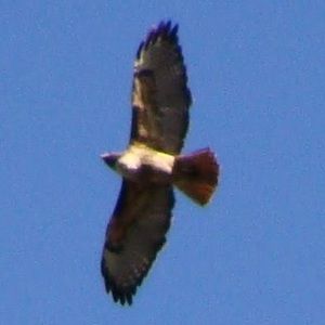 Meet your Posher, Steve