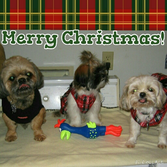 Meet your Posher, 5dollarstore - Picture 2 of 4