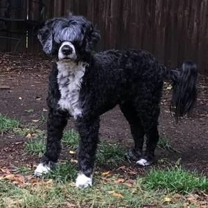 Meet your Posher, Carol