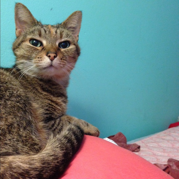 Meet your Posher, Elizabeth - Picture 1 of 1