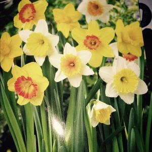 Meet your Posher, Sherryll