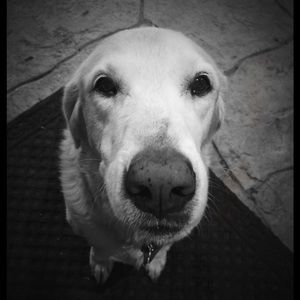 Meet your Posher, Sharon