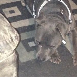 Meet your Posher, Sasha