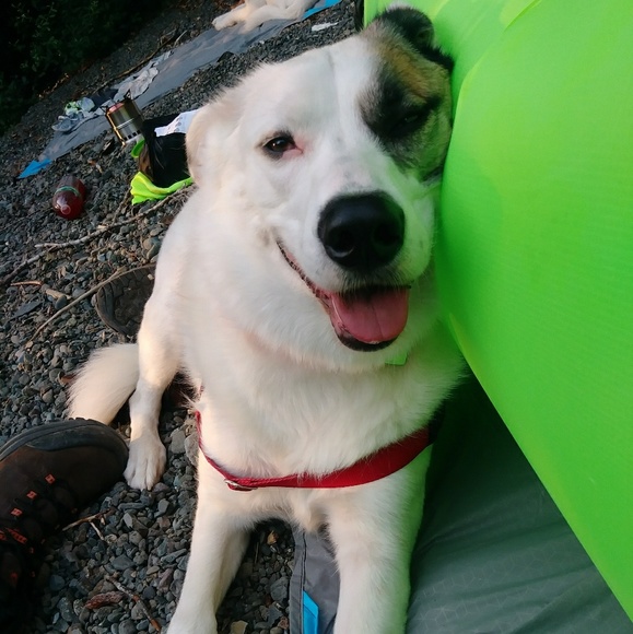 Meet your Posher, Allie - Picture 2 of 5