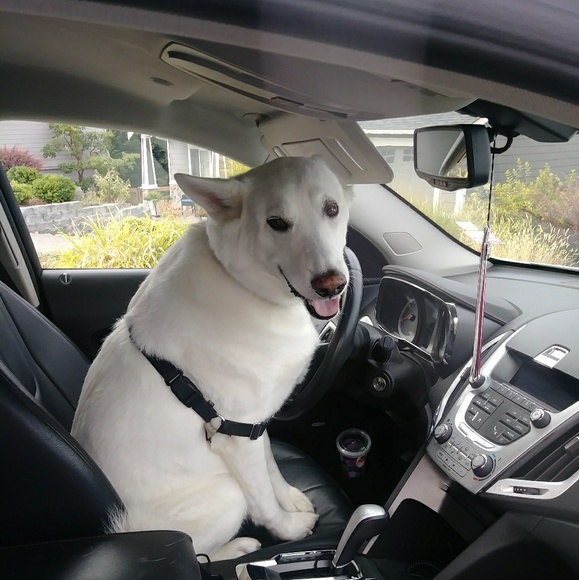 Meet your Posher, Allie - Picture 3 of 5