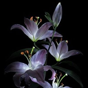 Meet your Posher, Lillie