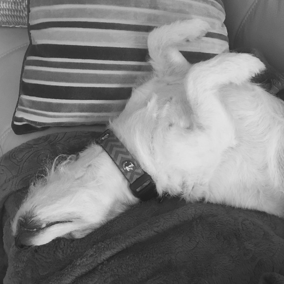 Meet your Posher, Jack - Picture 2 of 4