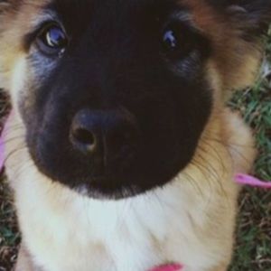 Meet your Posher, Sophia