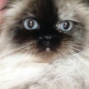 Meet your Posher, Patti